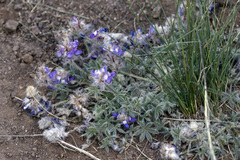 Lupinus breweri