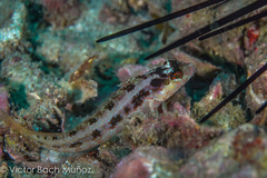 Alloclinus holderi