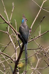 Urocolius macrourus