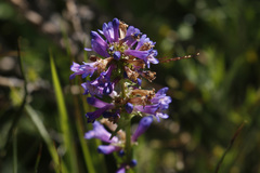 Penstemon rydbergii