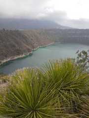 Dasylirion acrotrichum