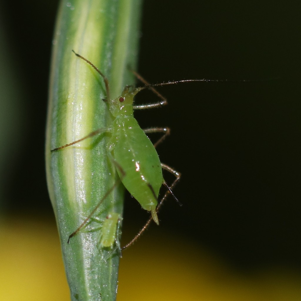 Pink Wild Rose Aphid