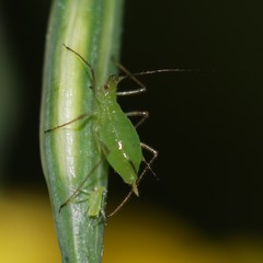 Macrosiphum pallidum