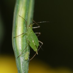 Macrosiphum pallidum