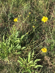 Coreopsis lanceolata