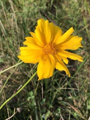 Coreopsis lanceolata