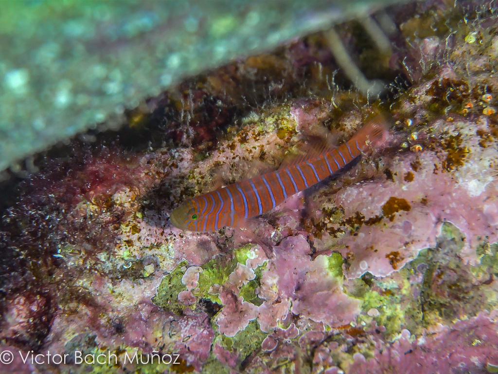 Zebra Goby