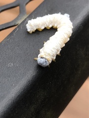 Macremphytus tarsatus