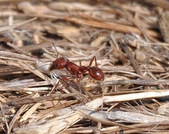 Pogonomyrmex subdentatus