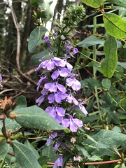 Lobelia elongata