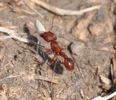 Pogonomyrmex subdentatus