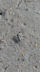 Habroscelimorpha dorsalis saulcyi