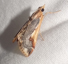 Loxostege albiceralis