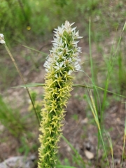 Liatris bridgesii