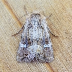 Lacinipolia stricta