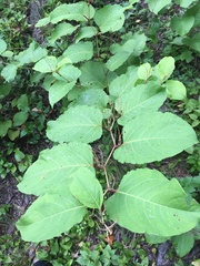 Reynoutria × bohemica