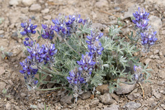 Lupinus breweri