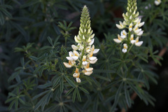 Lupinus angustiflorus