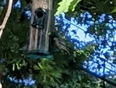 Poecile carolinensis