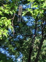 Poecile carolinensis