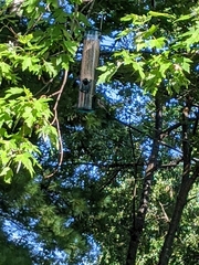 Poecile carolinensis