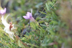 Gentianella aspera