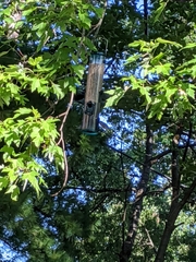 Poecile carolinensis