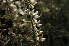 Lupinus angustiflorus