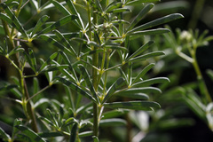 Lupinus angustiflorus