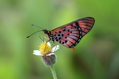 Acraea petraea
