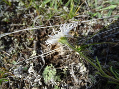 Aster alpinus vierhapperi