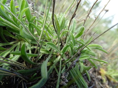 Aster alpinus vierhapperi