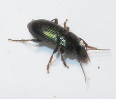 Harpalus amputatus