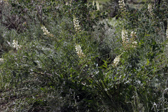 Lupinus angustiflorus