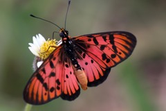 Acraea petraea