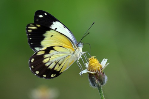African Caper