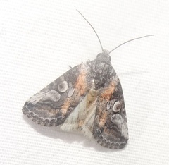 Aleptina inca
