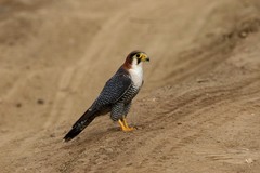 Falco chicquera