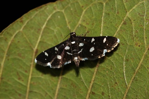 Dotted Sable