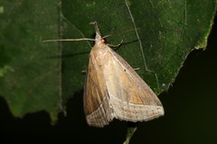 Hypena conscitalis