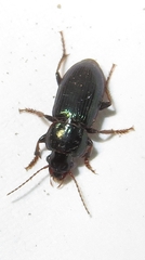 Harpalus amputatus