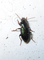 Harpalus amputatus