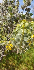 Acacia argyrophylla