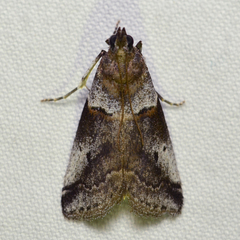 Acrobasis comptella