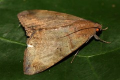 Achaea lienardi