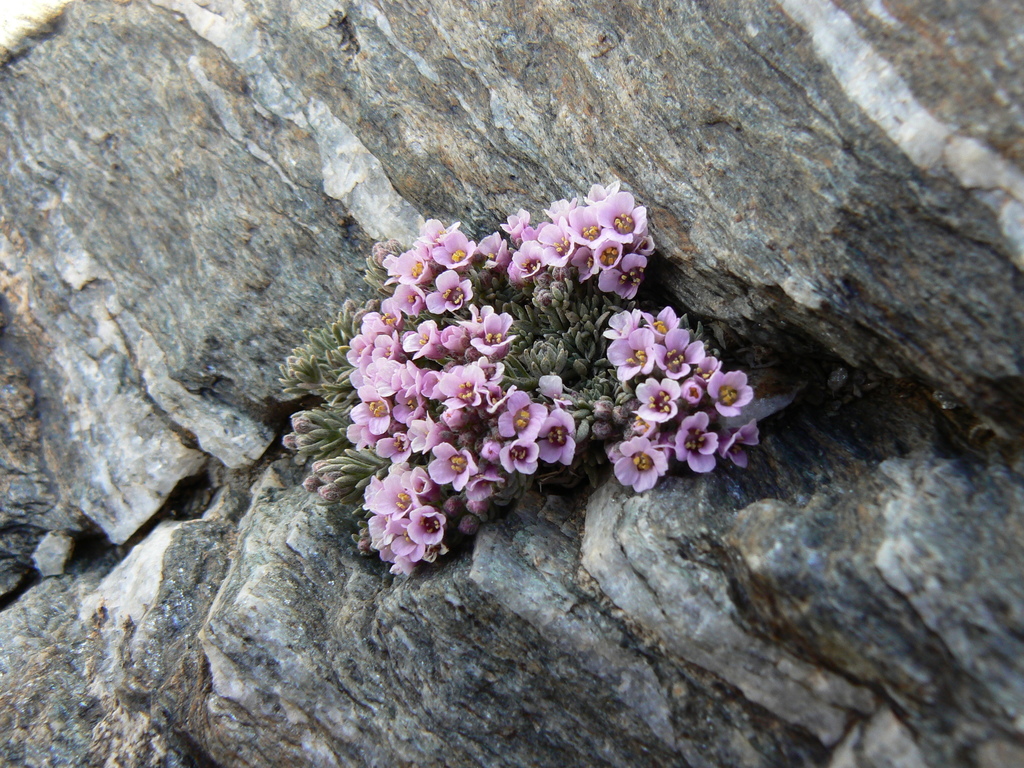 Hormathophylla purpurea