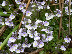 Veronica nevadensis