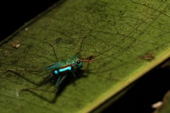 Rhicnogryllus lepidus