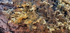 Pseudocyphellaria carpoloma