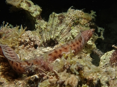 Gymnothorax zonipectis